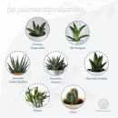 Set plante dépolluante personnalisable
